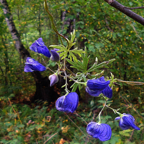 Aconitum volubile