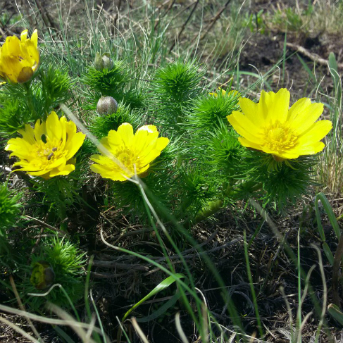Adonis vernalis