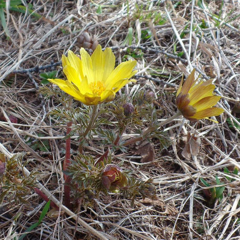Adonis villosa