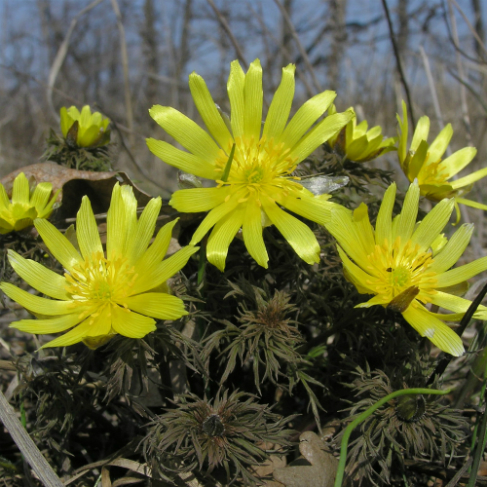 Adonis volgensis