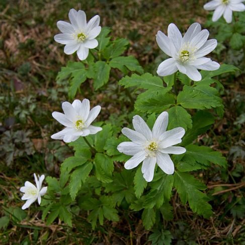 Anemone altaica