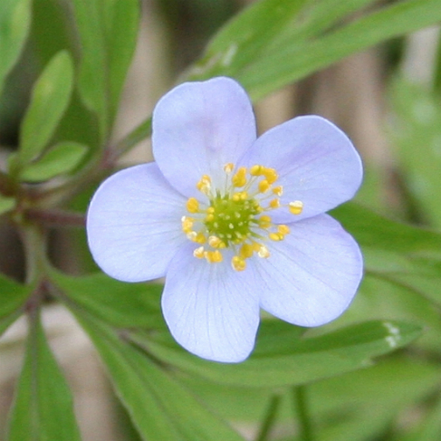 Anemone caerulea
