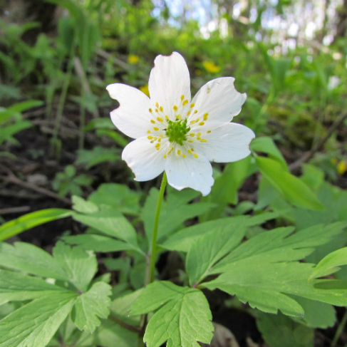 Anemone sylvestris