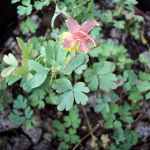Aquilegia barnebyi