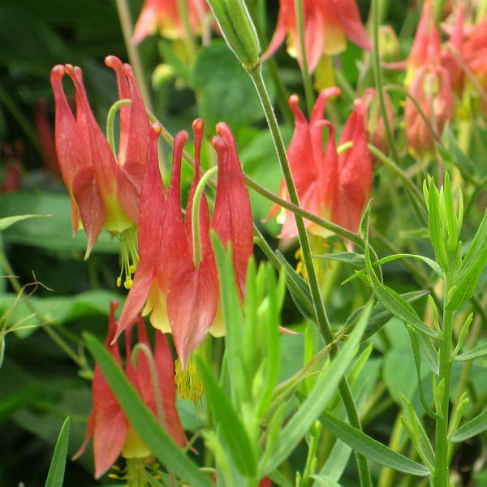 Aquilegia canadensis