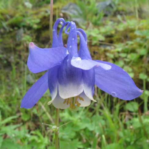 Aquilegia sibirica