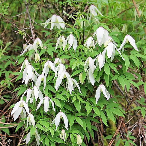 Atragene sibirica