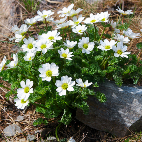 Callianthemum sajanense