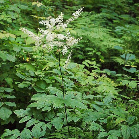 Cimicifuga dahurica