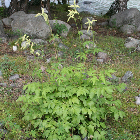 Cimicifuga foetida