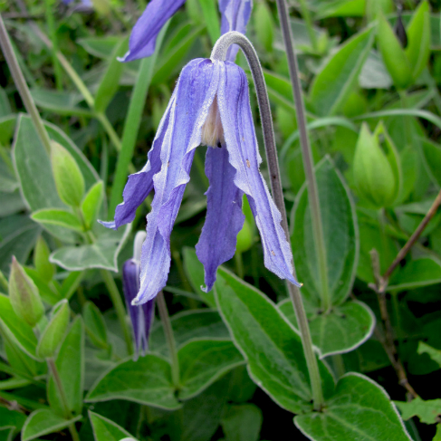 Clematis integrifolia