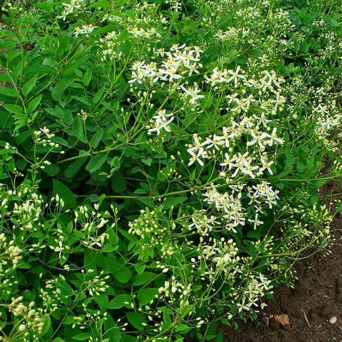 Clematis recta
