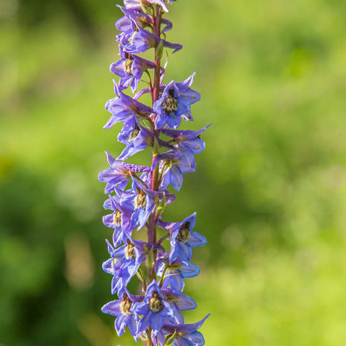 Delphinium retropilosum