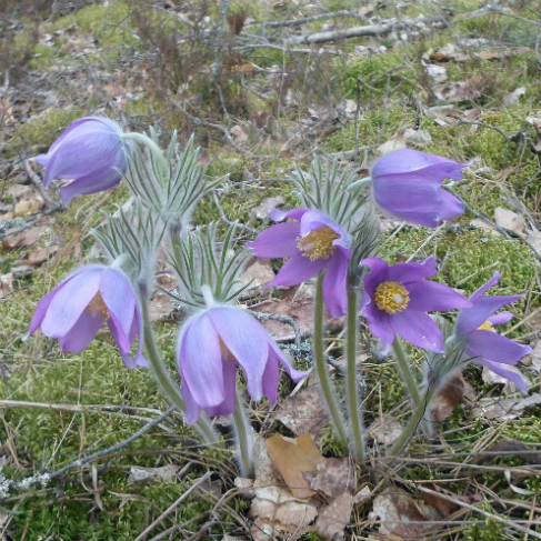 Pulsatilla patens