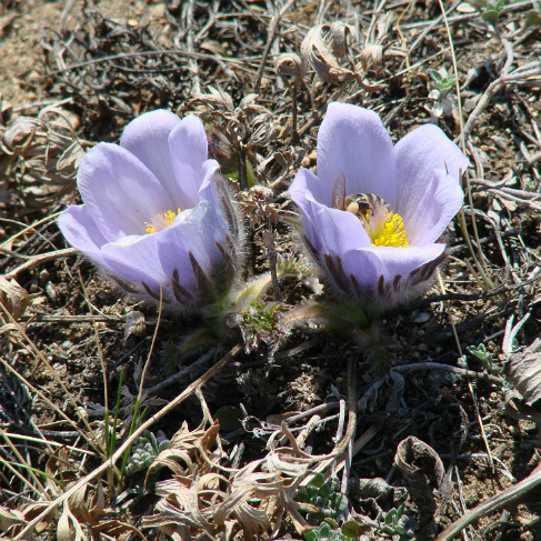 Pulsatilla turczaninovii