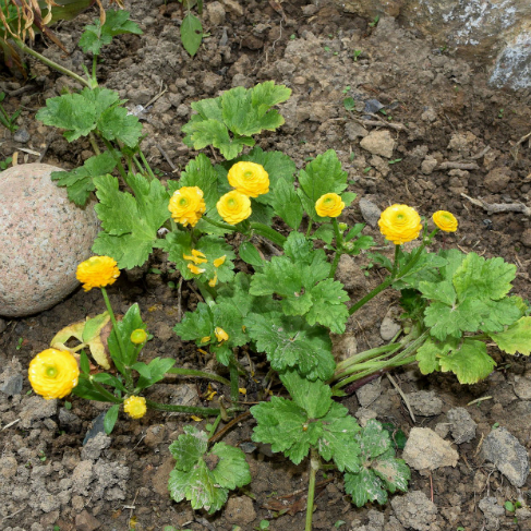Ranunculus repens