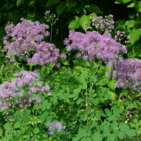 Thalictrum aquilegifolium