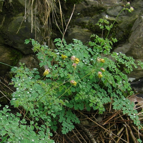 Thalictrum foetidum