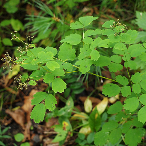 Thalictrum minus