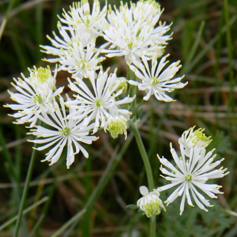 Thalictrum petaloideum