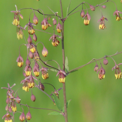 Thalictrum simplex