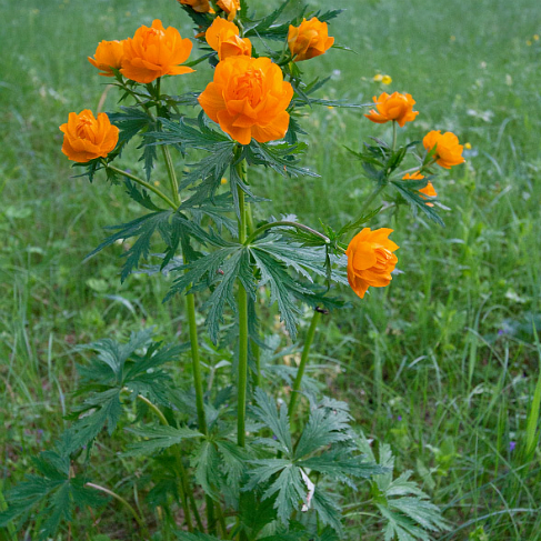 Trollius asiaticus