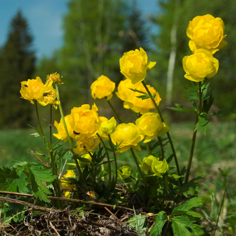 Trollius europaeus