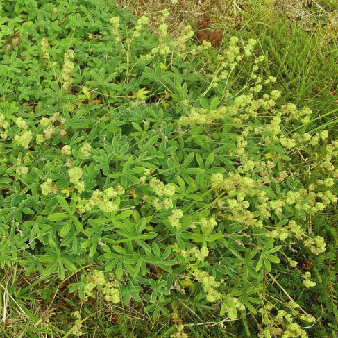 Alchemilla alpina