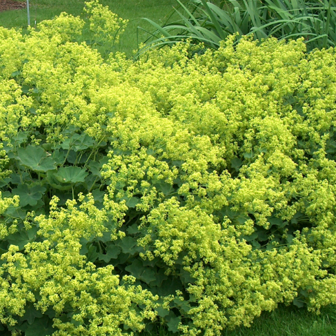 Alchemilla mollis
