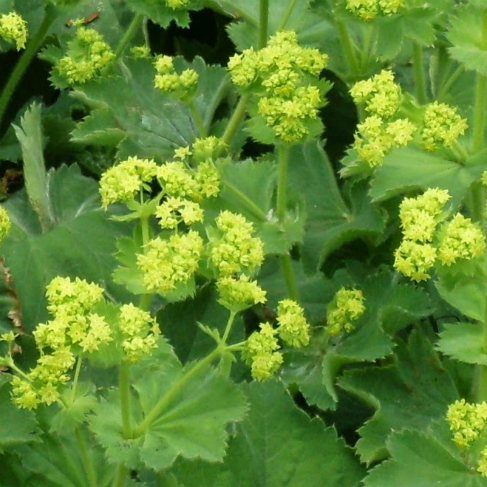 Alchemilla vulgaris