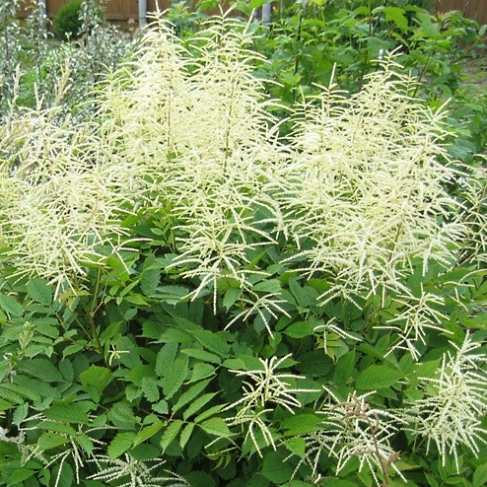 Aruncus dioicus