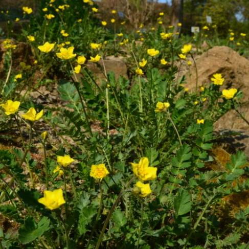 Coluria geoides