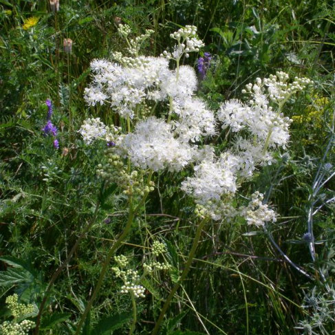 Filipendula stepposa