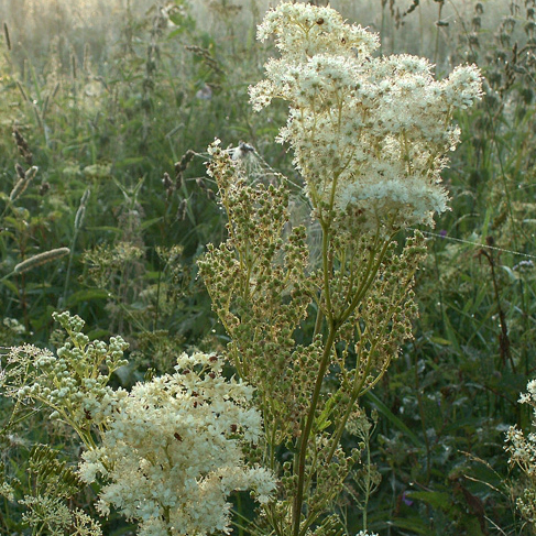 Filipendula ulmaria