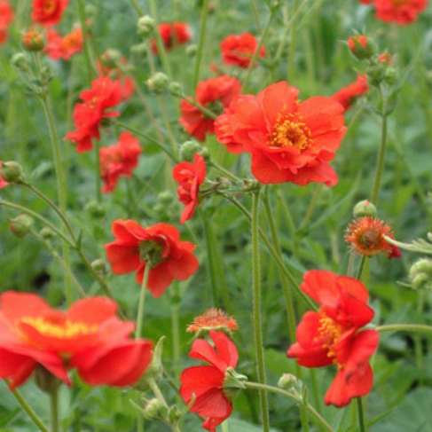 Geum quellyon