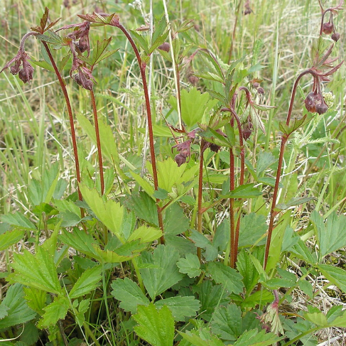 Geum rivale