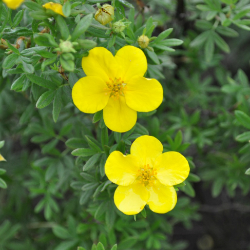 Pentaphylloides parvifolia