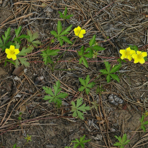Potentilla flagellaris