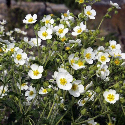 Potentilla rupestris