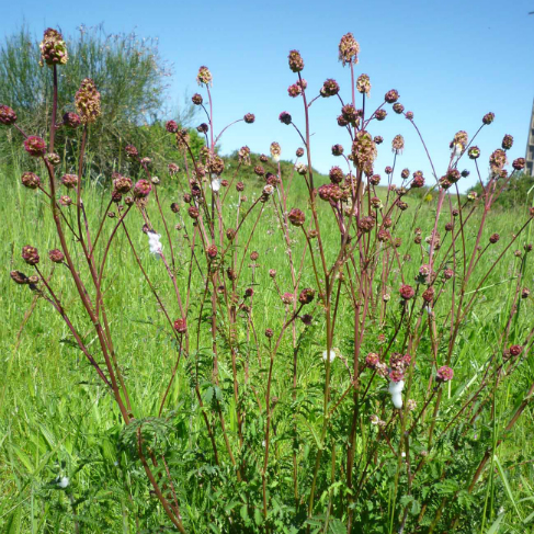 Poterium sanguisorba