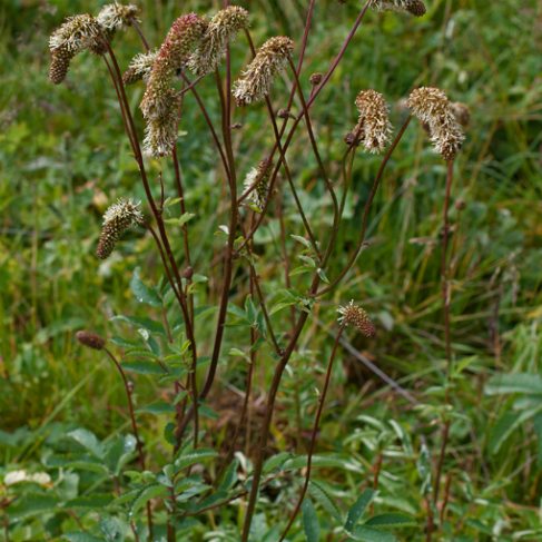 Sanguisorba alpina