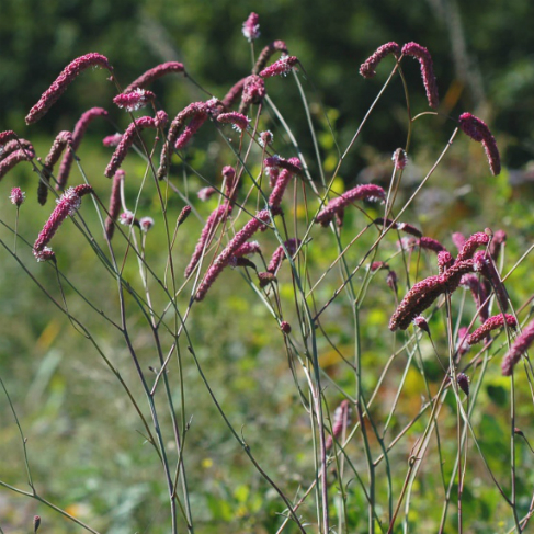 Sanquisorba tenuifolia