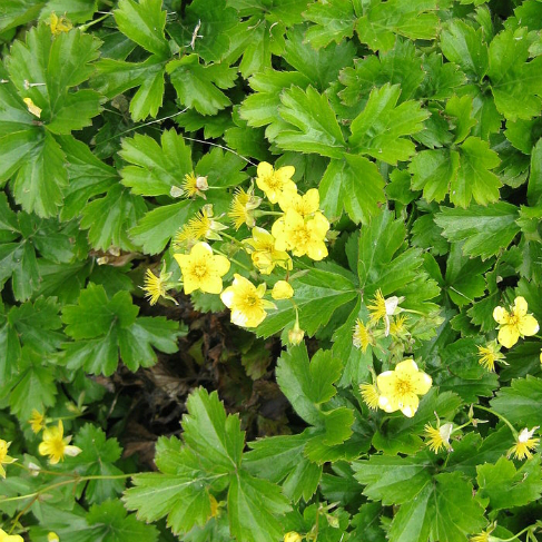 Waldsteinia fragarioides