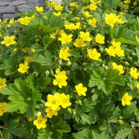 Waldsteinia geoides