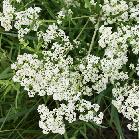 Galium boreale