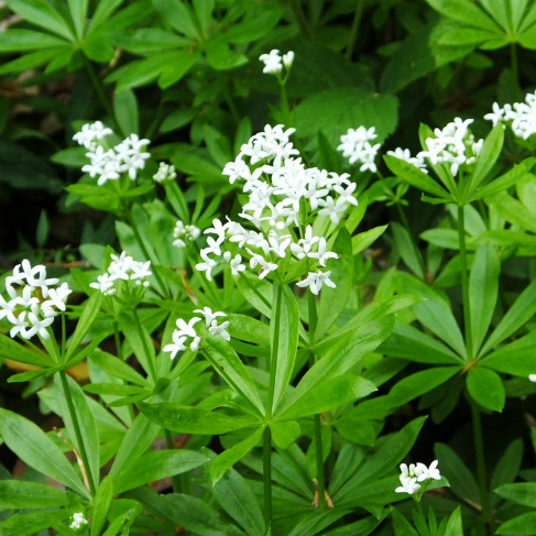 Galium odoratum