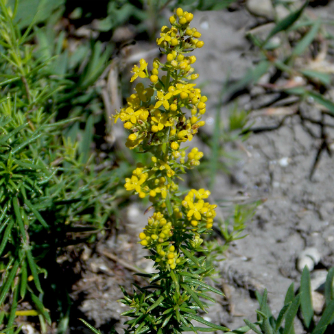 Galium verum
