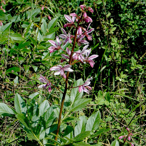 Dictamnus caucasicus