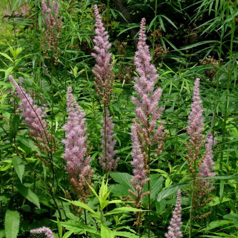 Astilbe chinensis