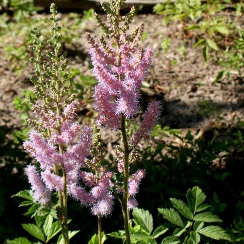 Astilbe chinensis var davidii